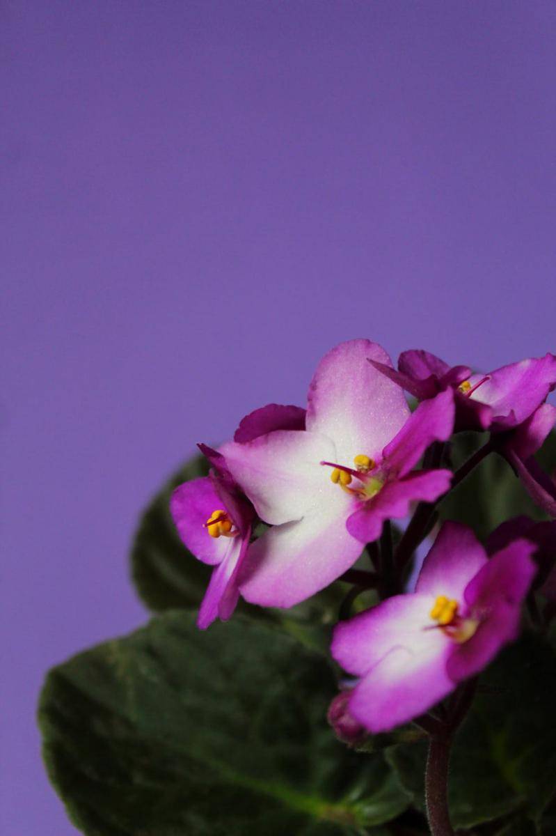 bunga violet Afrika (unsplash.com/Anne Nygård)
