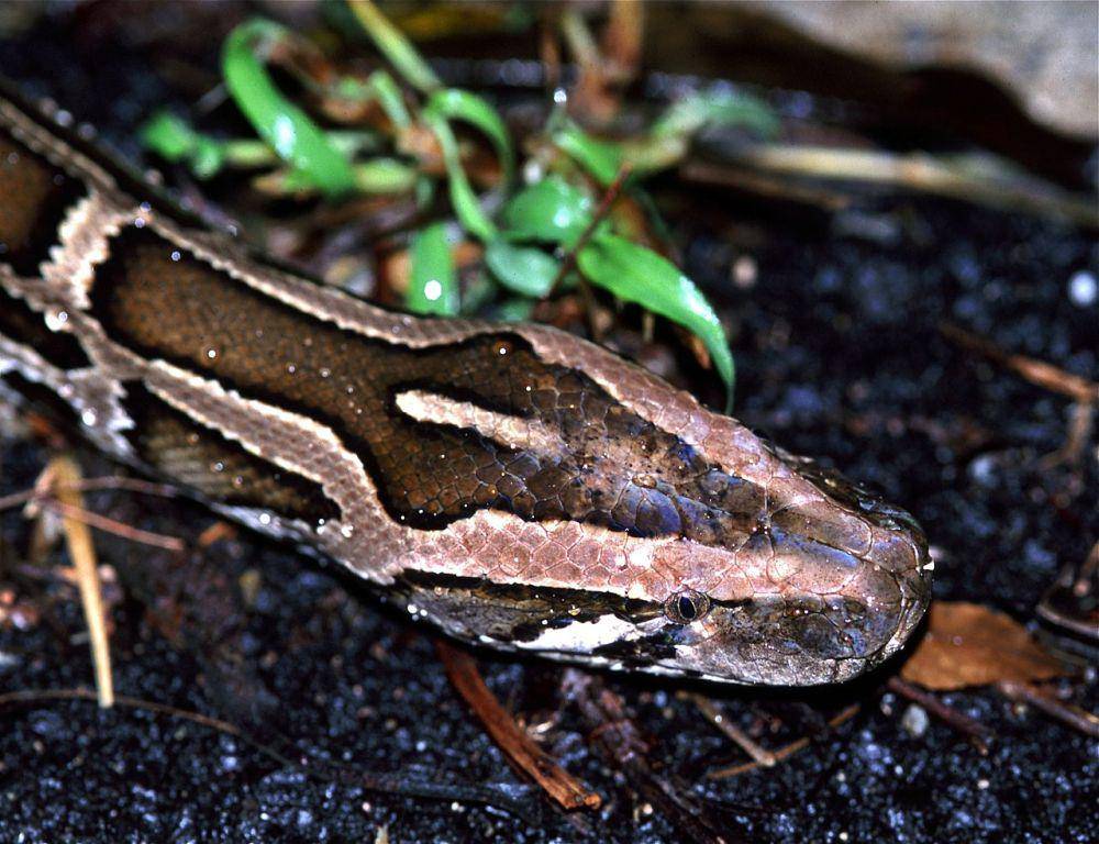 Ular (commons.wikimedia.org/Bernard DUPONT)