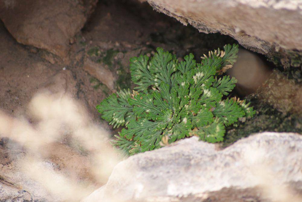 ilustrasi selaginella lepidophylla (flickr.com/Vladimir Castaneda)
