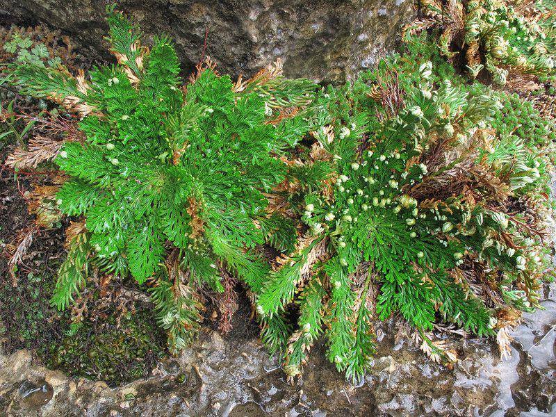 ilustrasi selaginella lepidophylla (flickr.com/Alan Cressler)