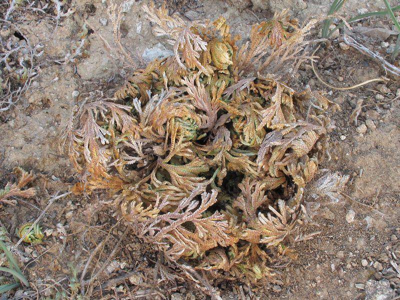 ilustrasi selaginella lepidophylla (flickr.com/Alan Cressler)