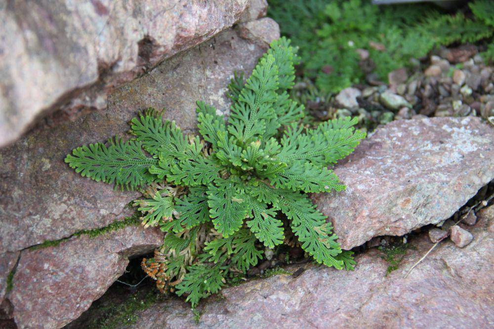 ilustrasi selaginella lepidophylla (flickr.com/Ross Bayton)