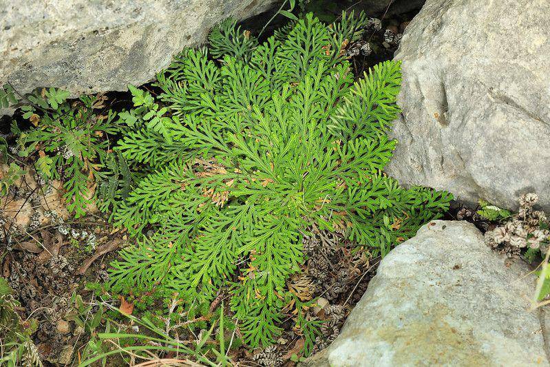 ilustrasi selaginella lepidophylla (flickr.com/Alan Cressler)