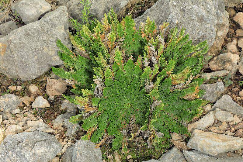 ilustrasi selaginella lepidophylla (flickr.com/Alan Cressler)
