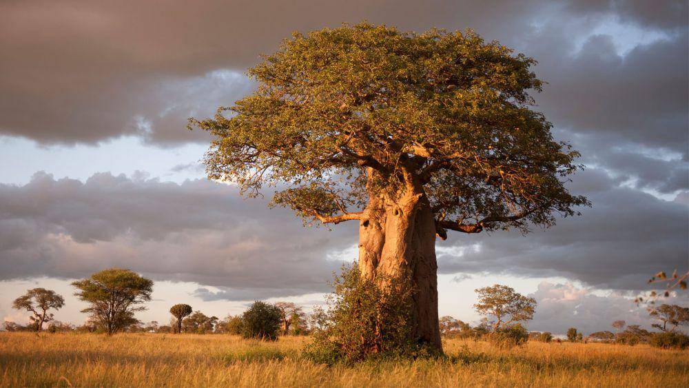 potret Taman Nasional Tarangire (https://www.andbeyond.com/advice/africa/tanzania/tarangire-national-park/why-visit-the-tarangire-national-park/)