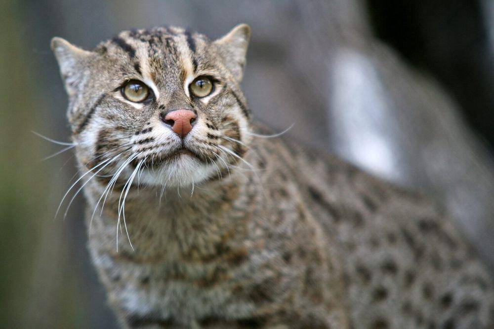 Kucing liar (commons.wikimedia.org/Cliff)