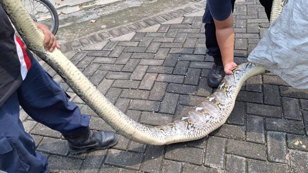 Ular Piton 4 Meter Memangsa 2 Ayam Warga Ngawi