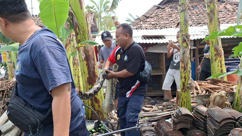 Ular piton sepanjang 4 meter mangsa ayam warga di Kelurahan Karangtengah, Kecamatan/Kabupaten Ngawi. IDN Times/ Riyanto.