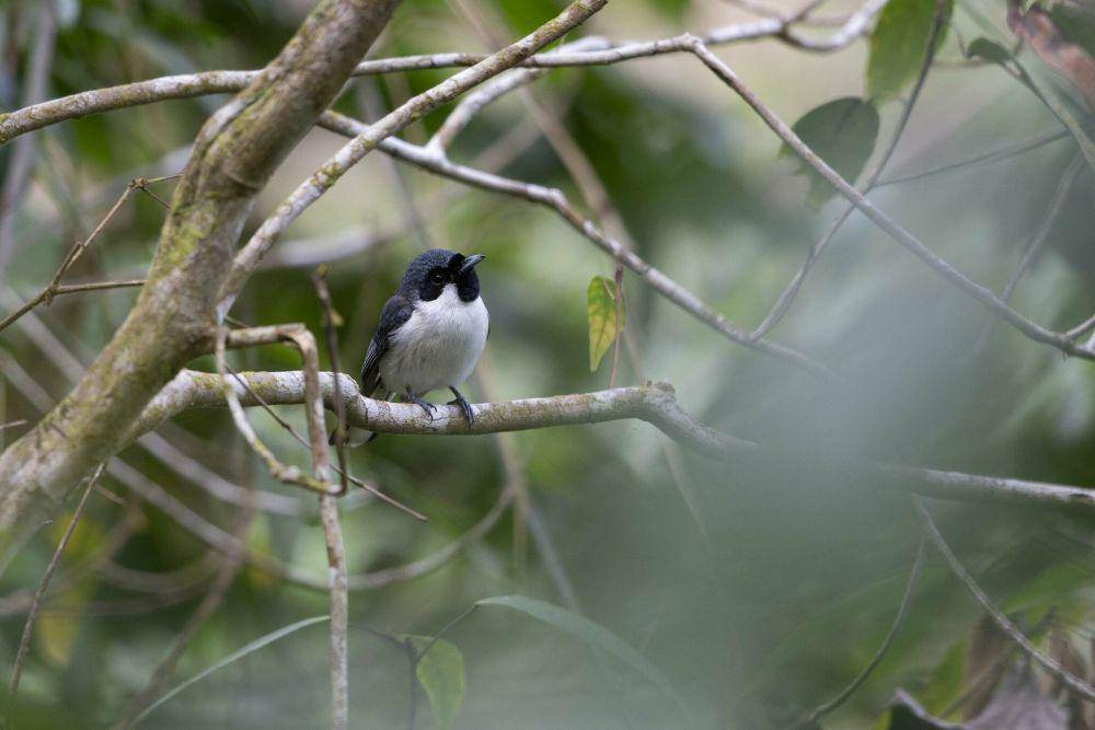 Kehicap Flores (inaturalist.org/jonodashper)