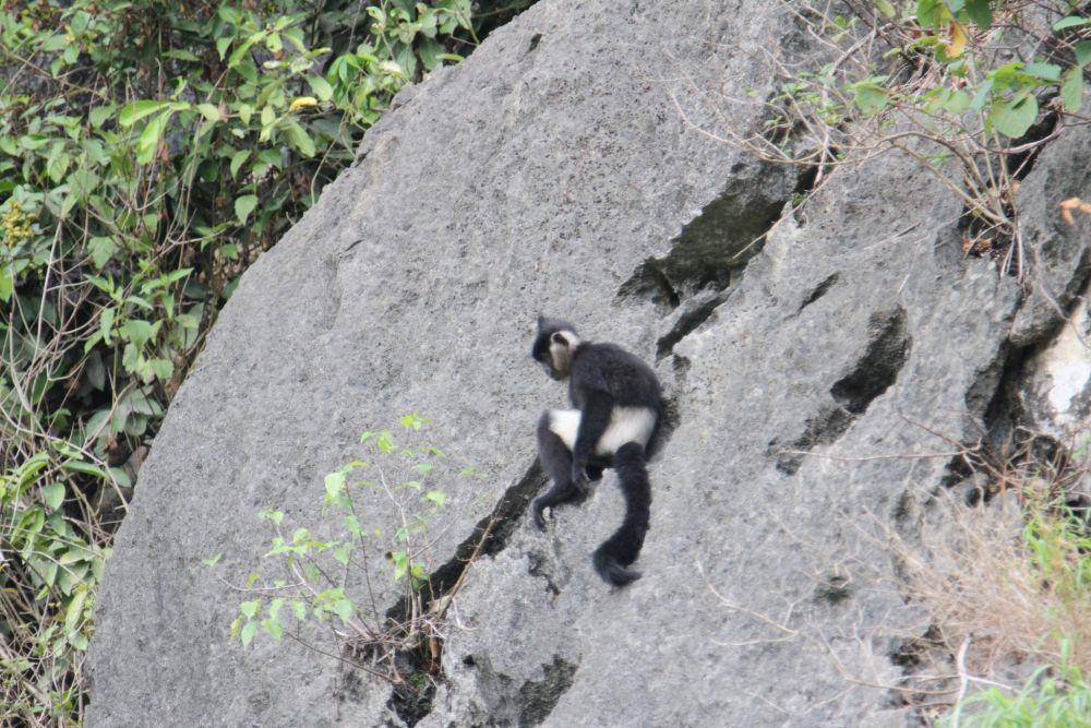 Langur delacour (commons.wikimedia.org/Long Vu)