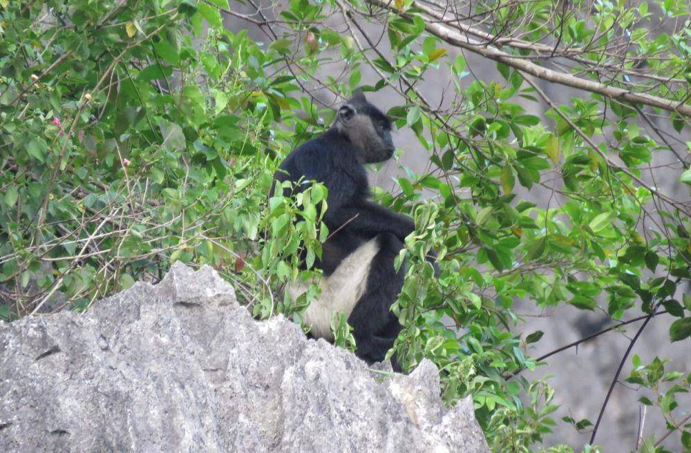 Langur delacour (inaturalist.org/audrey703)