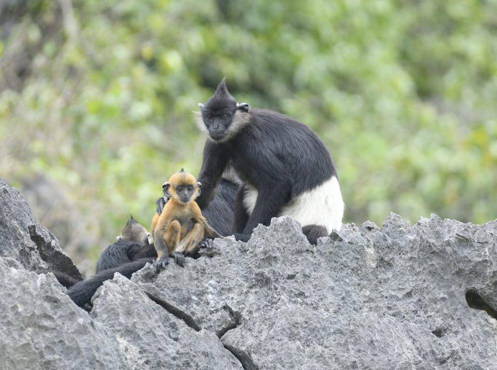 Langur delacour (inaturalist.org/roylesafaris)