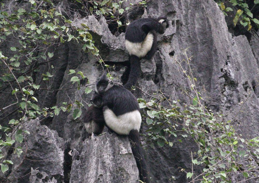 Langur delacour (inaturalist.org/scott676)