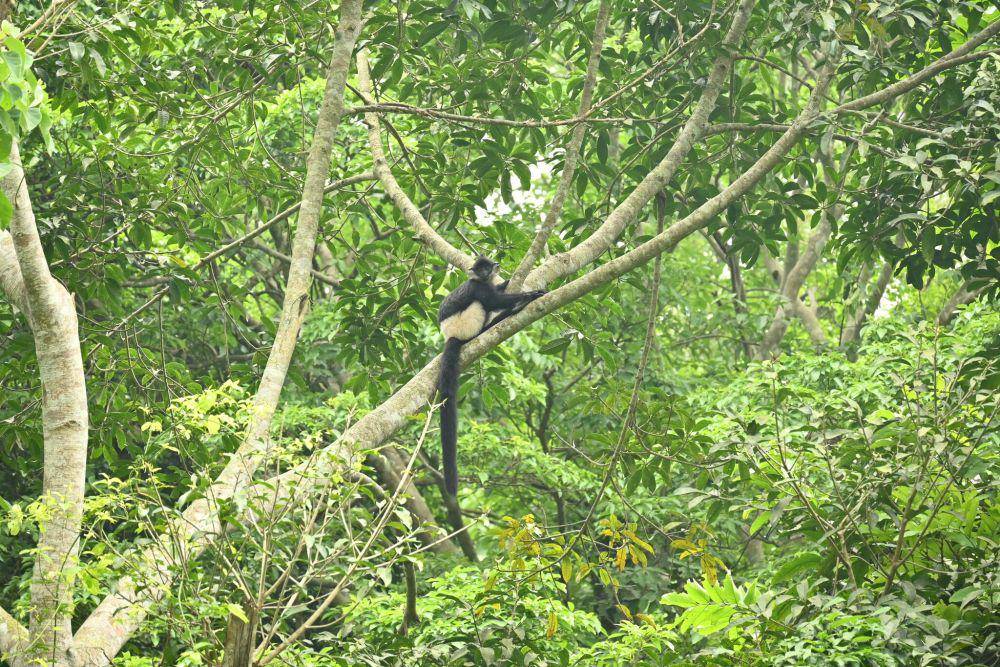 Langur delacour (inaturalist.org/zicky)