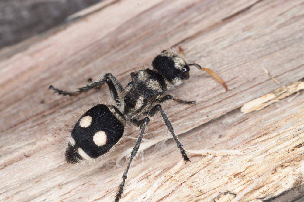 Semut beludru (inaturalist.org/Oscar Marin)