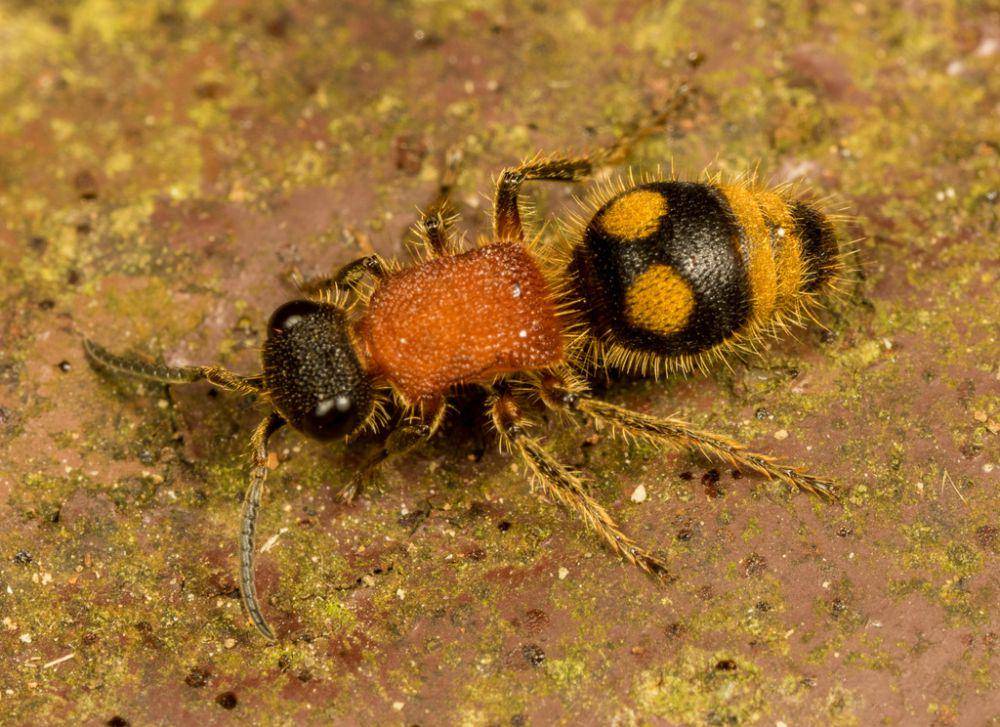 Semut beludru (inaturalist.org/portioid)