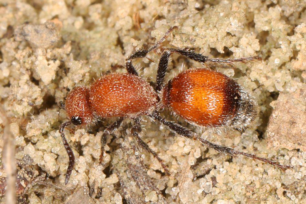 Semut beludru (inaturalist.org/Judy Gallagher)