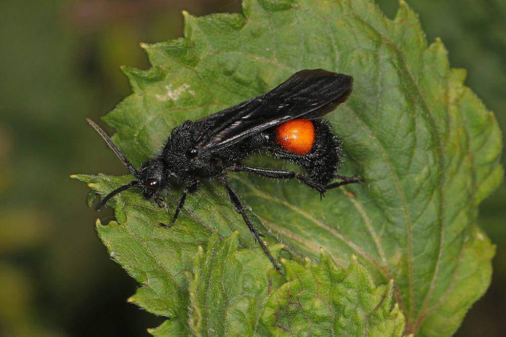 Semut beludru (inaturalist.org/Judy Gallagher)