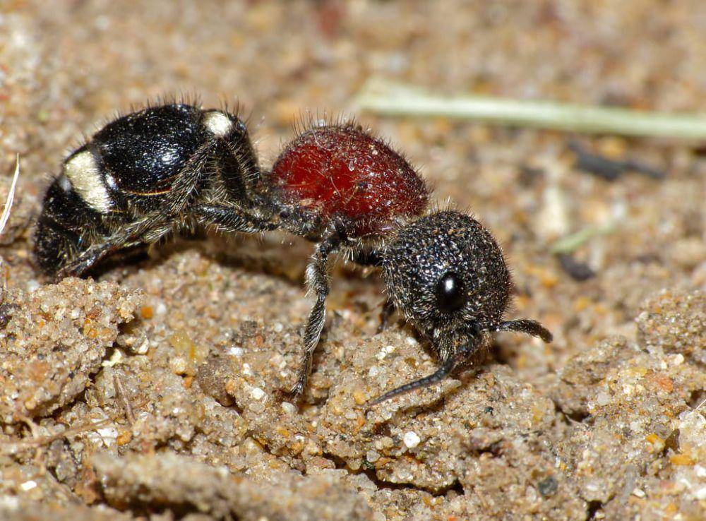 Semut beludru (inaturalist.org/Bernard Dupont)