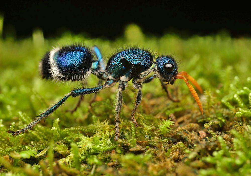 Semut beludru (inaturalist.org/Philipp Hoenle)