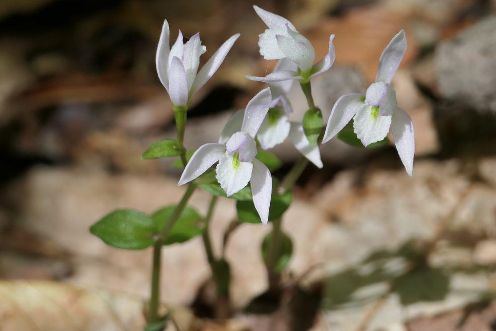 5 Fakta Menarik Threebirds Orchid, si Cantik yang Mirip Burung Terbang