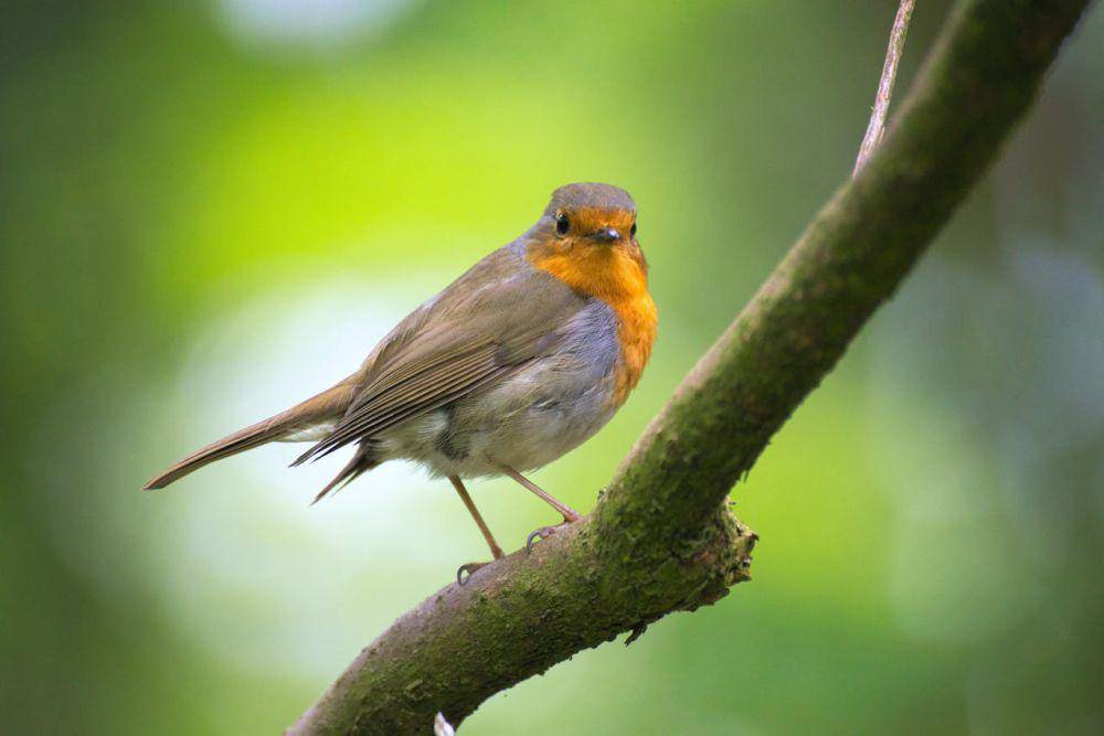 ilustrasi burung (pexels.com/Pixabay)