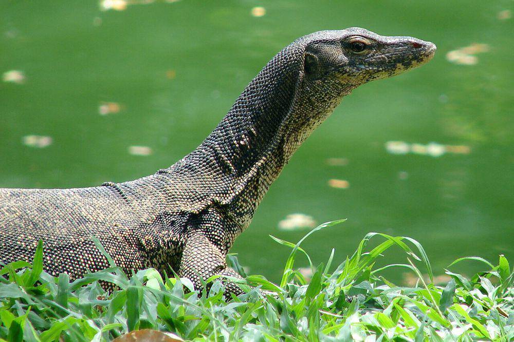 Biawak (commons.wikimedia.org/Nur Hussein)