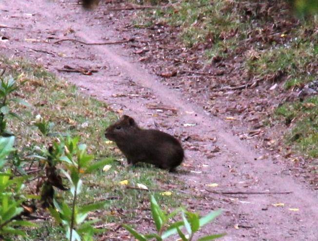 Cavia tschudii (commons.wikimedia.org/Tony Rebelo)