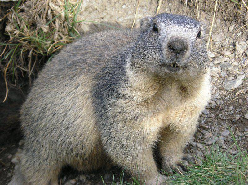 Marmota marmota (commons.wikimedia.org/François Trazzi)