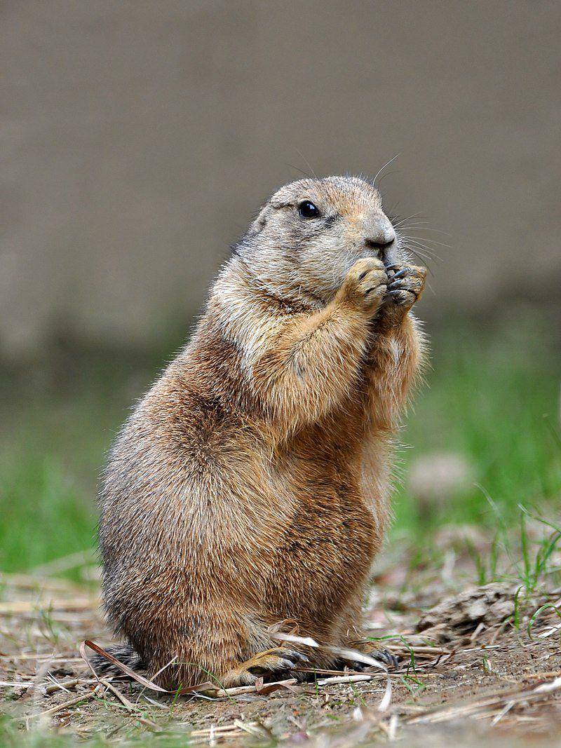 Prairie Dog (commons.wikimedia.org/Joe Ravi)