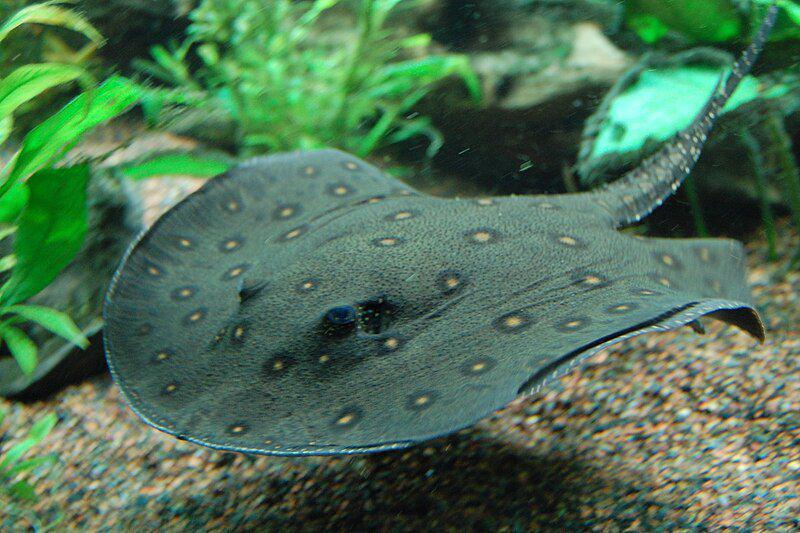 5 Fakta Pari Sungai Ocellate, Ikan yang Rutin Bermigrasi
