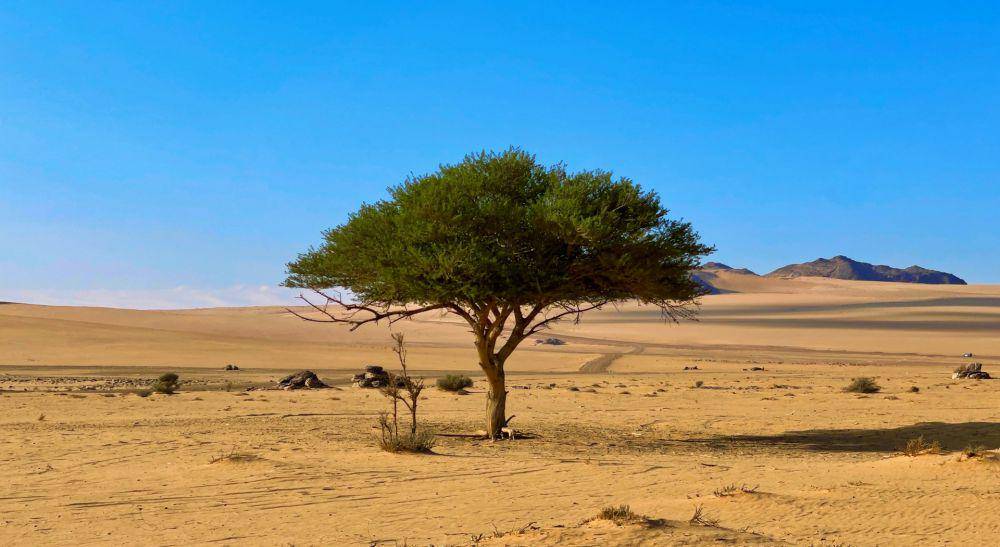 Pohon Akasia (unsplash.com/Rabah Al Shammary)