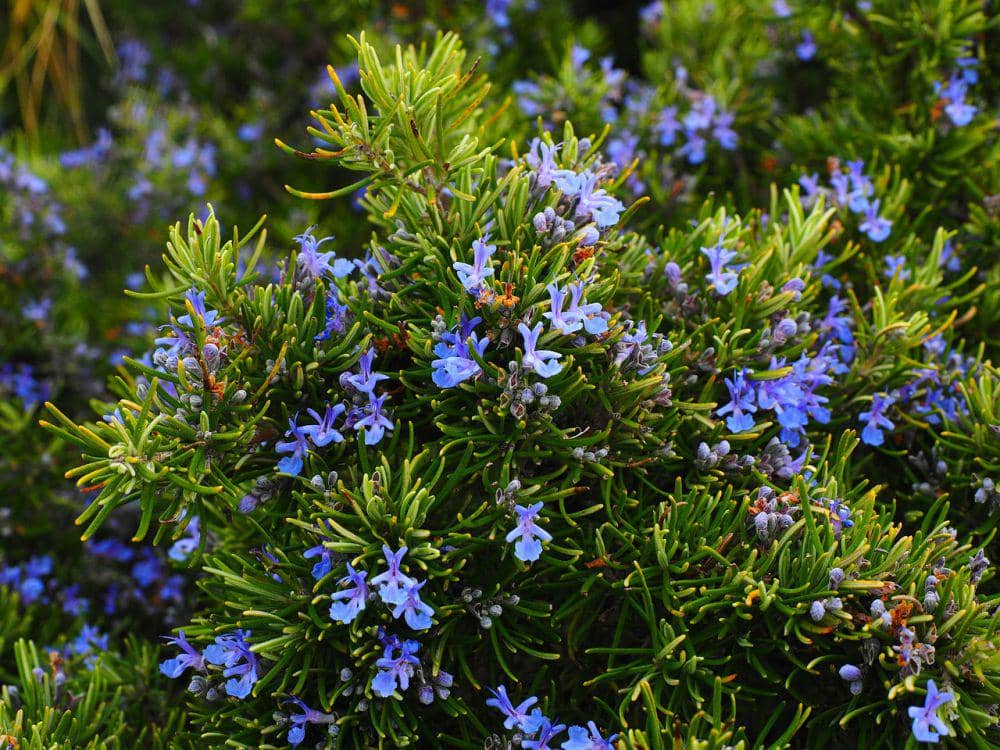 rosemary (pixabay.com/Hans)