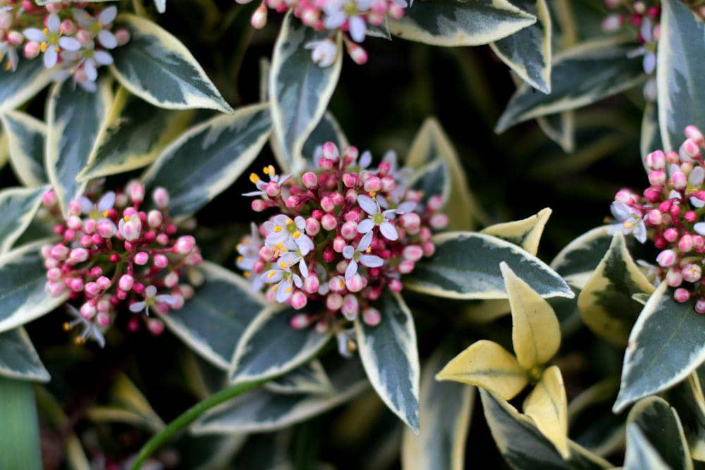 Japanese skimmia (pixabay.com/Sonja Kalee)