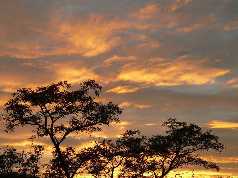 Pohon Akasia (pixabay.com/Hans)