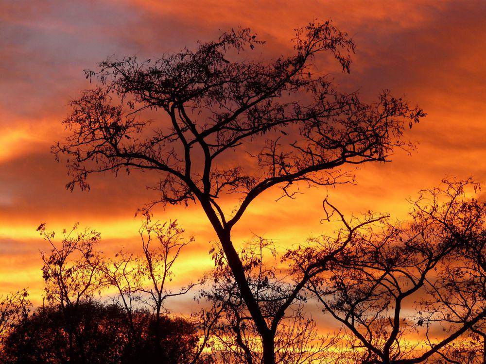 Pohon Akasia (pixabay.com/Hans)