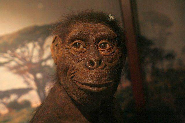 Ilustrasi nenek moyang "Lucy" (commons.wikipedia.org/Shalom)