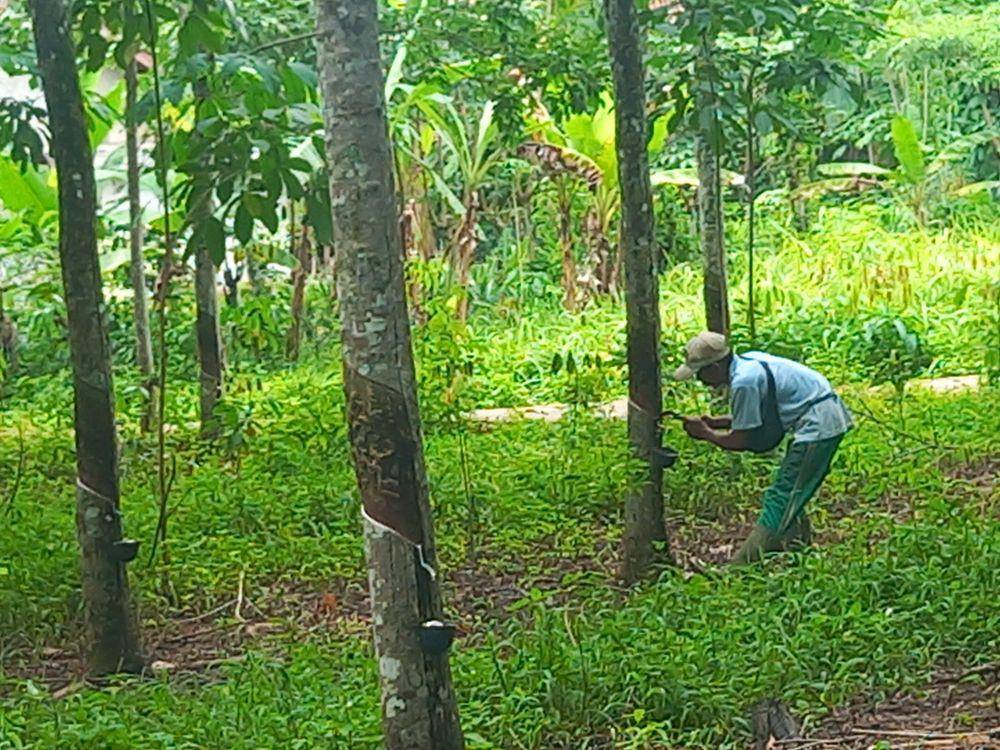 Kabar baik datang dari dunia perkaretan, harga karet alam masih tinggi. Hal ini membuat pekebun karet kembali bersemangat merawat tanamannya. (Dok. Kementan)