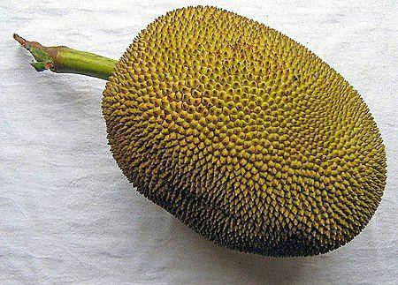 Ilustrasi Nangka (https://id.wikipedia.org/)