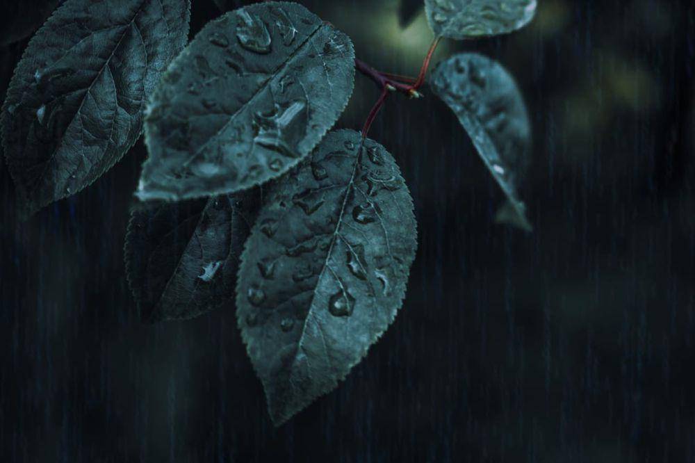 ilustrasi daun yang terkena hujan (pexels.com/Dark Journey)