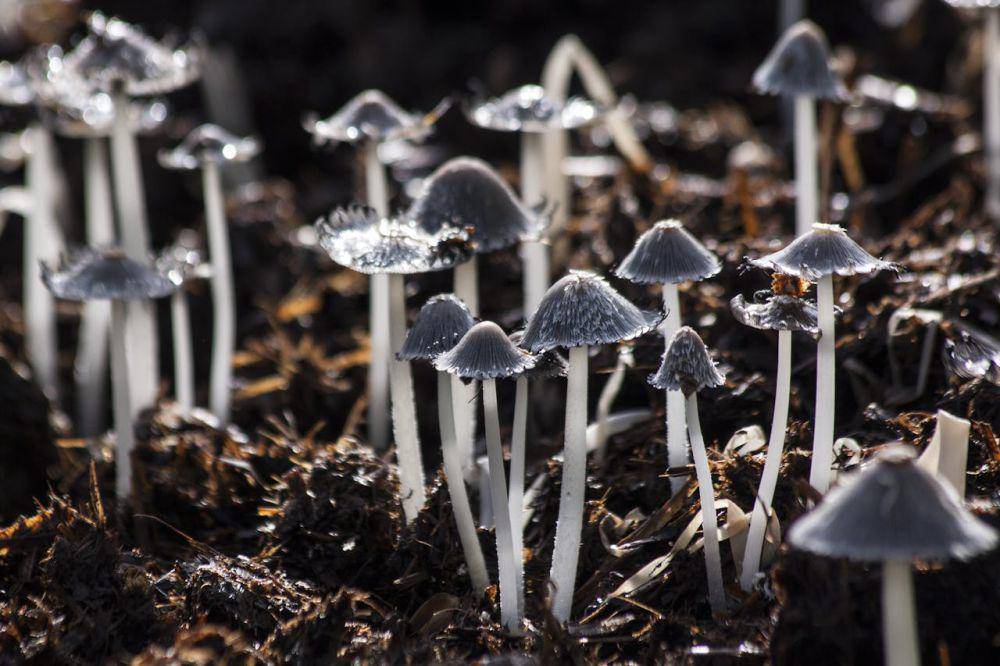 ilustrasi hama jamur (pexels.com/Pixabay)
