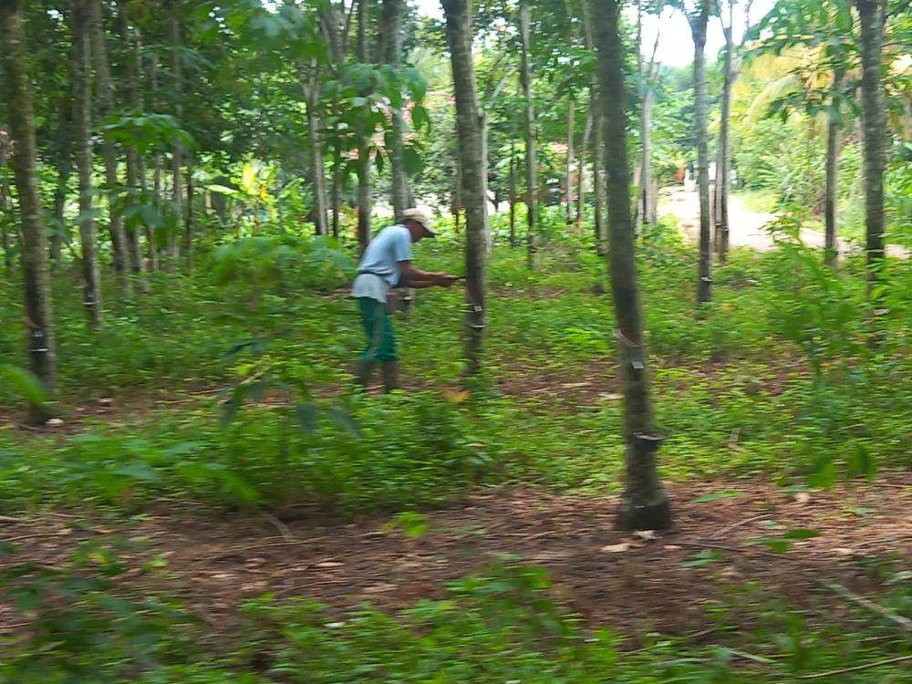 Kabar baik datang dari dunia perkaretan, harga karet alam masih tinggi. Hal ini membuat pekebun karet kembali bersemangat merawat tanamannya. (Dok. Kementan)