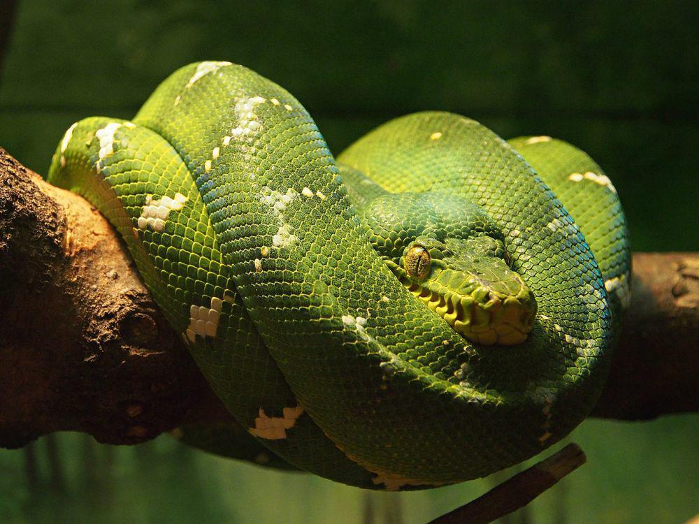 5 Ular Boa dari Genus Corallus yang Dapat Dijumpai di Kolombia