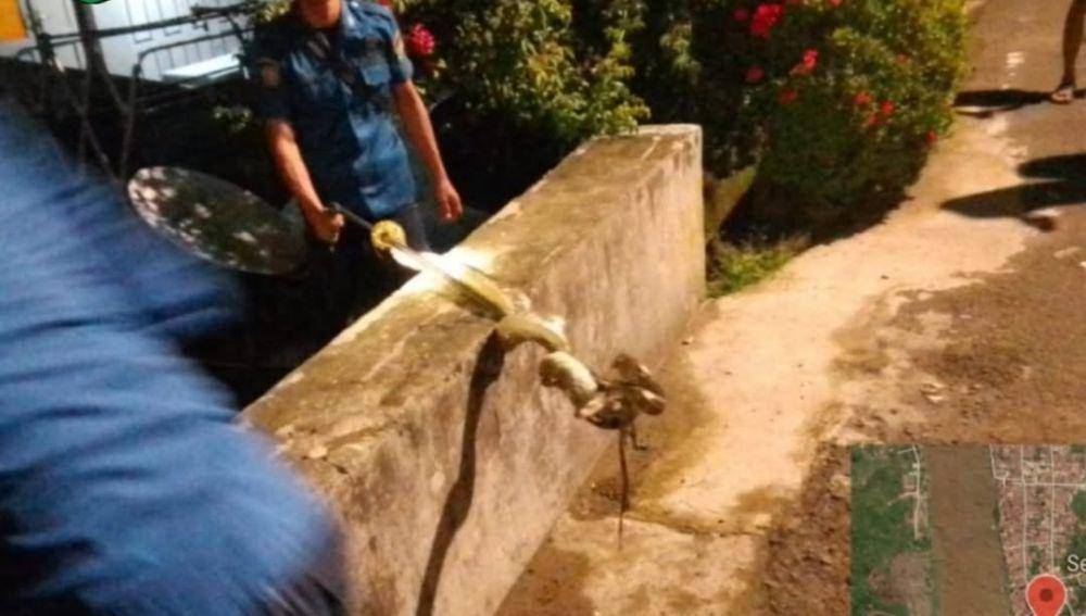 Damkar Muba Evakuasi Ular Piton Sepanjang 3 Meter di Pemukiman Warga. (Dok. Damkar Muba)