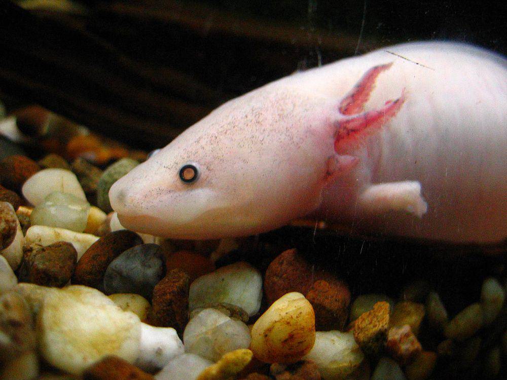 Leucistic (commons.wikimedia.org/Monika Korzeniec)