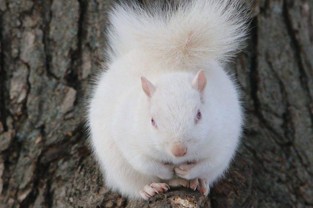 Albino (commons.wikimedia.org/Tom Ruen)