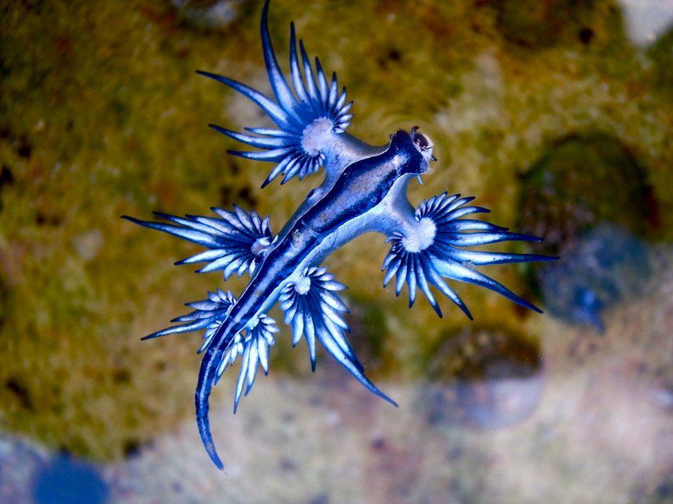 5 Fakta Naga Biru, Dapat Memakan Ubur-ubur Beracun!
