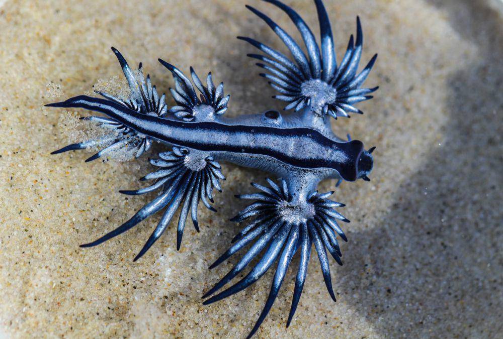 ilustrasi naga biru (flickr.com/Alexandre Ville)