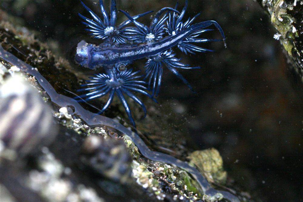 ilustrasi naga biru (flickr.com/paulleigh59)