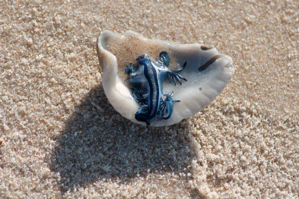 ilustrasi naga biru (flickr.com/t3H aNdReW)
